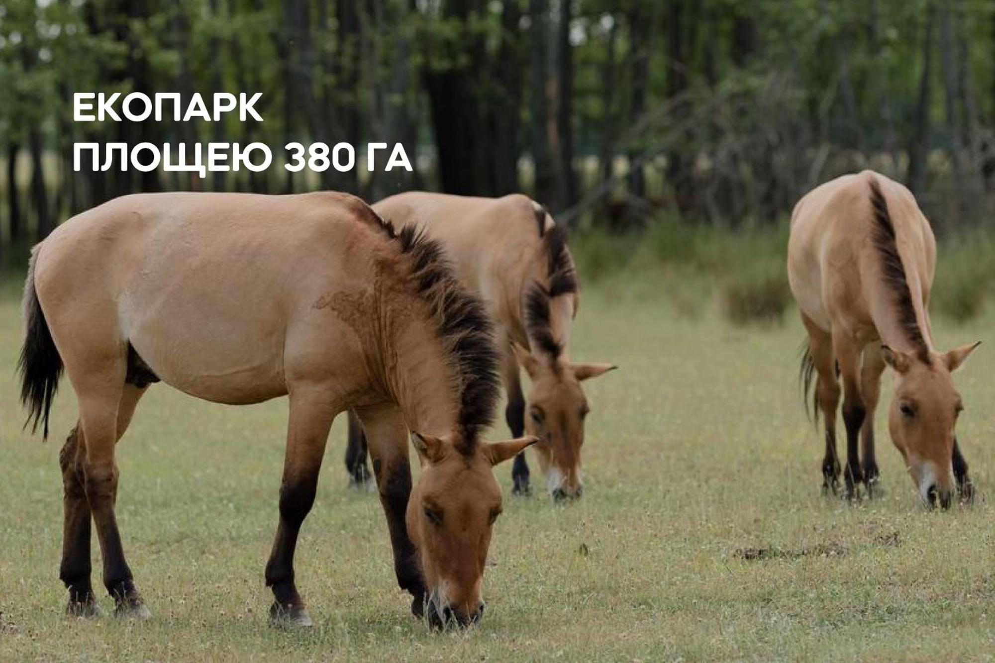 Dereville Sokolovka Eksteriør billede